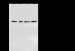 Sino Biological Anti-NIPP1/Ppp1r8 Antibody, Rabbit Polyclonal, Quantity: