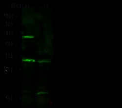 Sino Biological Syntaxin 6 / STX6 Antibody, Rabbit PAb, Antigen Affinity
