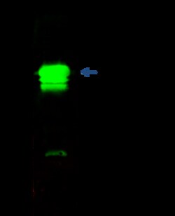 Sino Biological UBE2M Antibody, Rabbit PAb, Antigen Affinity Purified 100uL,