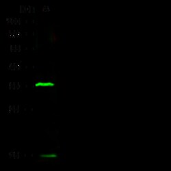 Sino Biological Anti-Ubc13/UBE2N Antibody, Rabbit Polyclonal, Quantity: