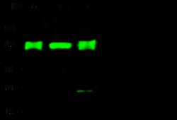 Sino Biological Anti-UBE4A Antibody, Rabbit Polyclonal, Quantity: Each