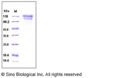 Sino Biological Recombinant Human CD34 Protein (hFc Tag), HPLC-verified,