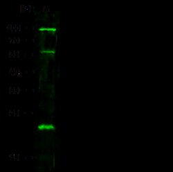 Sino Biological PRDM5 Antibody, Rabbit PAb, Antigen Affinity Purified 100uL,