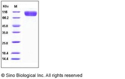 Sino Biological Human IL1RL1 / DER4 Protein (Fc Tag) 100ug, Quantity: Each