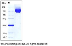 Sino Biological Recombinant Human CHL-1/L1CAM-2 Protein (His Tag), HPLC-verified,