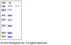 Sino Biological Human CD31 / PECAM1 Protein 100ug, Quantity: Each of 1