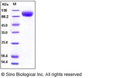 Sino Biological Human MCSF Receptor / CSF1R / CD115 protein (Domain I&II&III,