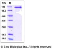 Sino Biological Recombinant Human DLL4 Protein (ECD, hFc Tag), HPLC-verified,