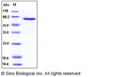 Sino Biological Recombinant Human JAM-A/F11 Receptor Protein (hFc Tag),