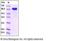 Sino Biological Recombinant Human DC-SIGN/CD209 Protein (hFc Tag), Quantity: