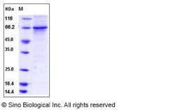 Sino Biological Human HER3 / ErbB3 Protein (aa 730-1065, His & GST Tag)