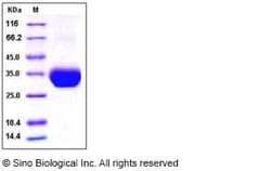 Sino Biological Recombinant Human LAYN Protein (His Tag), HPLC-verified,