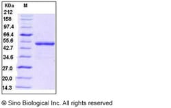 Sino Biological Human BMP-5 Protein (Fc Tag) 20ug, Quantity: Each of 1