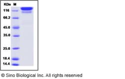 Sino Biological Recombinant Human Fas/CD95/TNFRSF6 Protein (hFc Tag), Quantity: