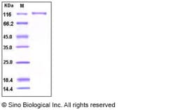 Sino Biological Recombinant Human CSF3R/G-CSFR Protein (hFc Tag), Quantity: