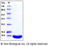 Sino Biological Human Leptin Protein 1mg, Quantity: Each of 1