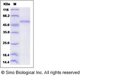 Sino Biological Recombinant Human Dectin-2/CLEC6A Protein (hFc Tag), Quantity: