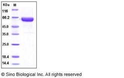 Sino Biological Human ACVR2 / ACTRII / ACVR2A Protein (Fc Tag) 200ug, Quantity: