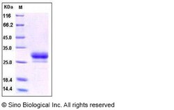 Sino Biological Recombinant Human CD32B/Fcgr2b Protein (ECD, His Tag),