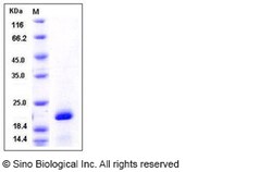 Sino Biological Recombinant Human Pin1 Protein (His Tag), Quantity: Each