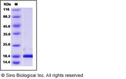 Sino Biological Recombinant Human Pin1 Protein, Quantity: Each of 1