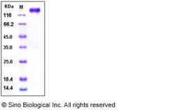 Sino Biological Recombinant Human Leptin Receptor Protein (His & hFc Tag),