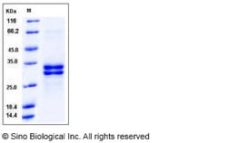 Sino Biological Recombinant Human HMGB1 Protein (His Tag), HPLC-verified,