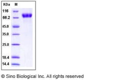 Sino Biological Recombinant Human ICAM-2/CD102 Protein (His & hFc Tag),