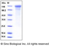Sino Biological Recombinant Human ICAM-3/CD50 Protein (His Tag), Quantity: