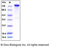 Sino Biological Human SLITRK1 Protein (His & Fc Tag) 100ug, Quantity: Each
