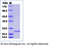 Sino Biological Recombinant Human interferon-alpha/IFNA5 Protein (His Tag),