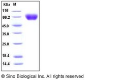 Sino Biological Recombinant Human ICAM-1/CD54 Protein (His Tag), HPLC-verified,