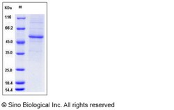 Sino Biological Recombinant Human Interferon alpha 10/IFNA10 Protein (hFc