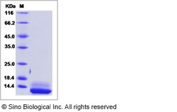 Sino Biological Human IL-15 / IL15 / Interleukin 15 Protein 10ug, Quantity: