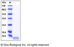 Sino Biological Recombinant Human IL-13 Protein, HPLC-verified, Quantity: