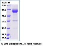 Sino Biological Recombinant Human PD-1 Protein (ECD, mFc Tag), HPLC-verified,