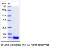 Sino Biological Human Thioredoxin / TXN / SASP Protein 500ug, Quantity: