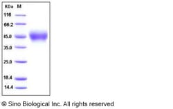 Sino Biological Human IL4R / CD124 Protein (His Tag), Biotinylated 20ug,