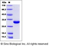 Sino Biological Recombinant Human Mannan Binding Lectin/MBL2 Protein, HPLC-verified,