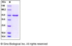 Sino Biological Recombinant Human, Mouse, Rat, Rhesus, Canine BMP-2 Protein