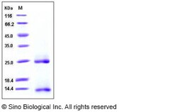 Sino Biological Human / Mouse / Rat / Rhesus / Canine BMP-2 / BMP2A Protein