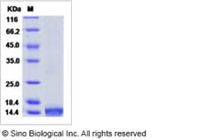Sino Biological Recombinant Human LEC/CCL16 Protein (His Tag), Quantity: