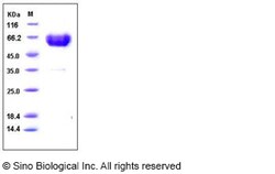 Sino Biological Human TREM1 Protein (His & Fc Tag) 100ug, Quantity: Each