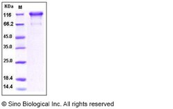 Sino Biological Human PDGFRa / CD140a Protein (Fc Tag) 100ug, Quantity: