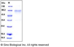 Sino Biological Recombinant Mouse HVEM Protein (His & hFc Tag), Quantity: