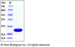 Sino Biological Recombinant Human FGF-10 Protein, HPLC-verified, Quantity: