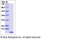 Sino Biological Human CXCL2 / MIP-2 Protein 10ug, Quantity: Each of 1