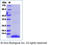 Sino Biological Recombinant Human BCA-1/CXCL13 Protein, Quantity: Each