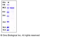 Sino Biological Human MEK2 / MAP2K2 / MKK2 Protein (GST Tag) 50ug, Quantity: