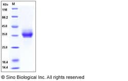 Sino Biological Recombinant Human EpCAM/TROP1 Protein (His Tag), Amine-Labeled